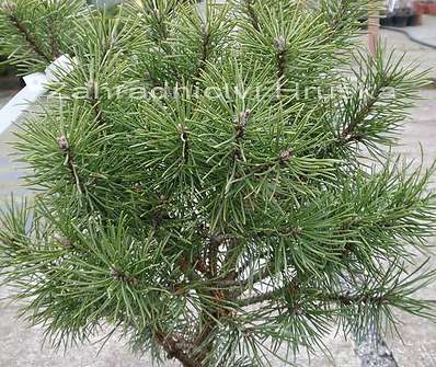 Borovice - Pinus mugo 'Mops'.