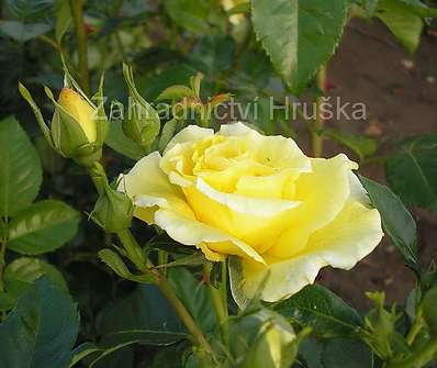 Růže Friesia