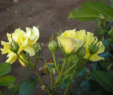 Růže Friesia