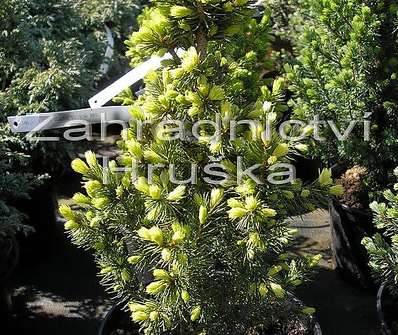 smrk - Picea glauca 'Reinbow's End'.
