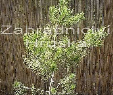 Borovice - Pinus densiflora 'Aurea'