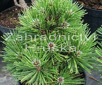 Borovice - Pinus leucodermis 'Schmidtii'.