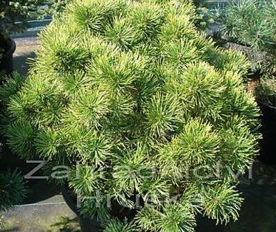 Borovice - Pinus mugo 'Ophir'.