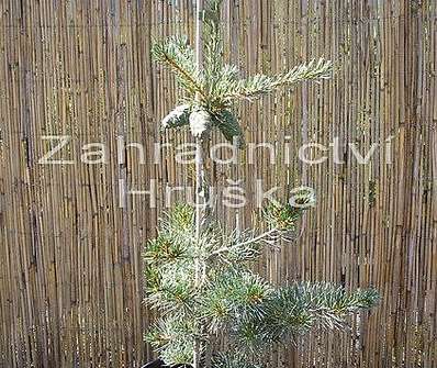 Borovice - Pinus parviflora 'Neglesii'
