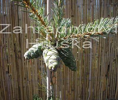 Borovice - Pinus parviflora 'Neglesii'