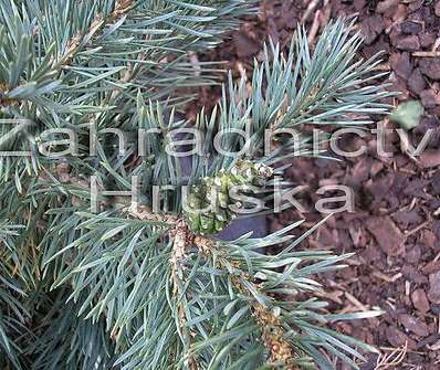 Borovice - Pinus sylvestris 'Albyns'
