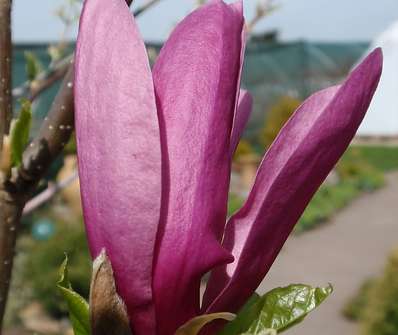 šácholan - Magnolia liliflora 'Susan'...