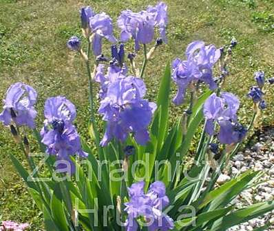 Iris x barbata