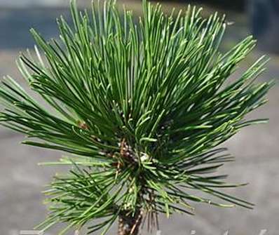 Borovice - Pinus leucodermis 'Pirin' KM