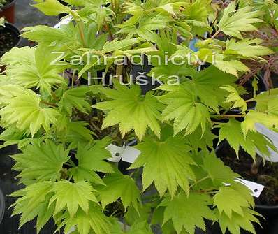 javor - Acer shirasawanum 'Aureum'