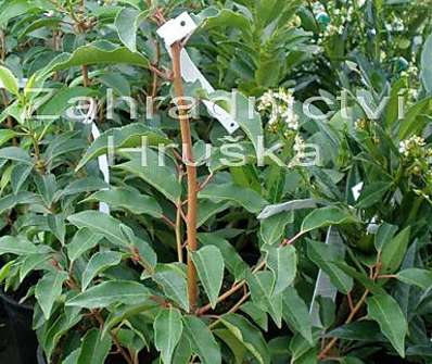 bobkovišeň - Prunus lusitanica 'Angustifolia'