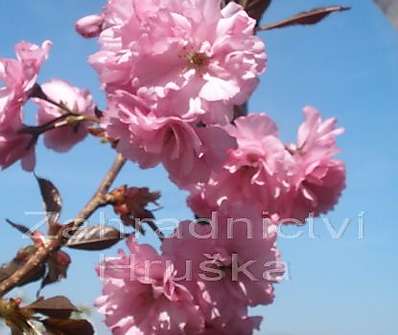 sakura - Prunus serrulata 'Royal Burgundi'.