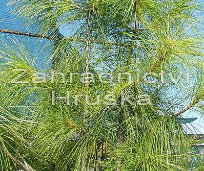 Borovice - Pinus walichiana