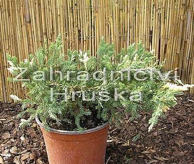 jalovec - Juniperus davurica 'Expansa Variegata'