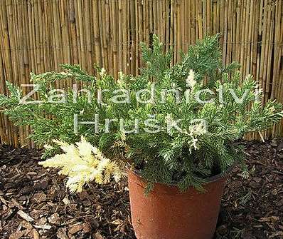 jalovec - Juniperus davurica 'Expansa Variegata'