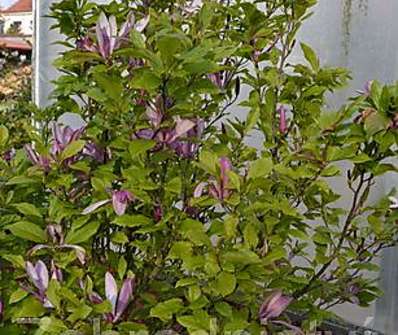 šácholan - Magnolia liliflora 'Susan'....