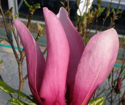 šácholan - Magnolia liliflora 'Susan'....