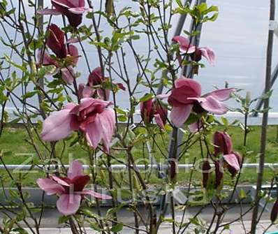 šácholan - Magnolia liliflora 'Nigra'.