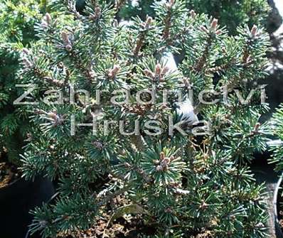 Borovice - Pinus mugo 'Minima Kalouš'.