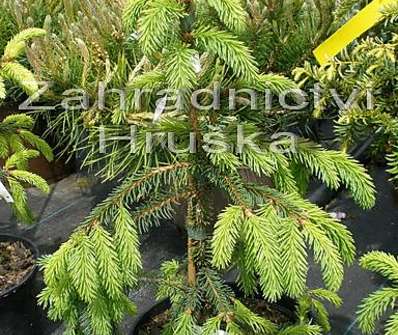 smrk - Picea abies 'Acrocona'