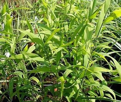 uniola - Chasmantium latifolium