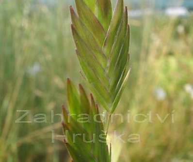 uniola - Chasmantium latifolium