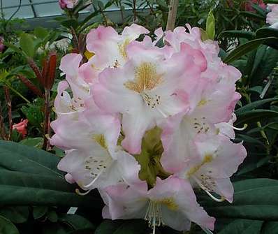 Rhododendron 'Brigitte'