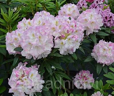 Rhododendron 'Brigitte'