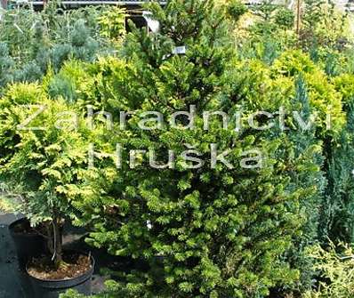 smrk - Picea abies 'WB Jana Brno'