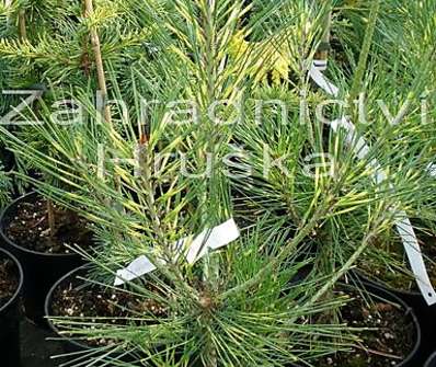 Borovice - Pinus densiflora 'Oculus Draconis'