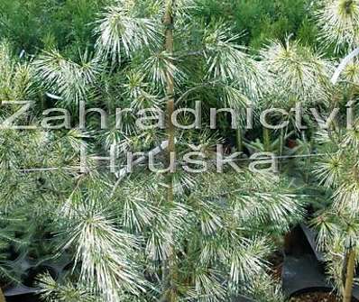 Borovice - Pinus densiflora 'Oculus Draconis'..
