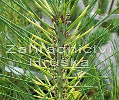 Borovice - Pinus densiflora 'Oculus Draconis'..