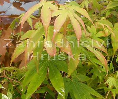 javor - Acer palmatum 'Osakazuki'