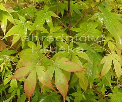 javor - Acer palmatum 'Osakazuki'