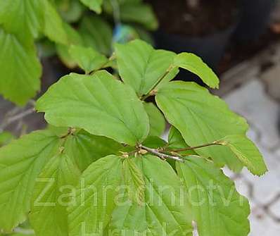 Parotie - Parrotia persica 'Vanessa'
