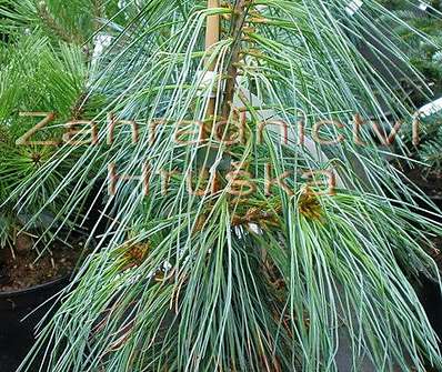 Borovice - Pinus wallichiana 'Nana'..