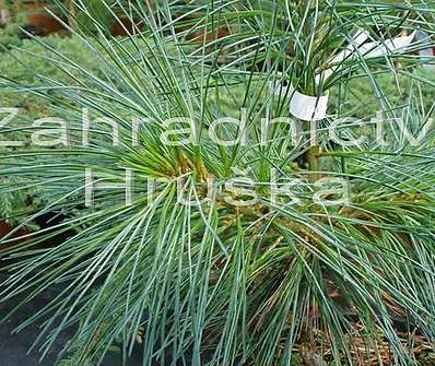 Borovice - Pinus wallichiana 'Nana'..