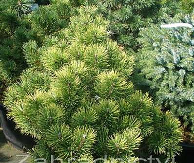 Borovice - Pinus mugo 'Wintergold'...