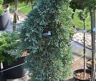 jalovec - Juniperus horizontalis 'Icee Blue'..KM