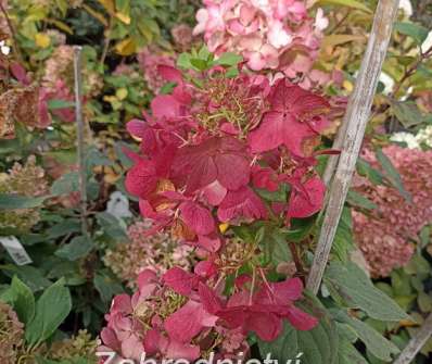 hortenzie - Hydrangea paniculata 'Diamant Rouge'