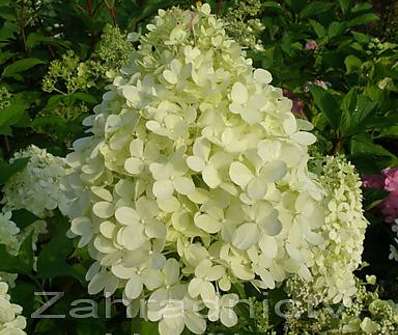 hortenzie - Hydrangea paniculata 'Limelight'