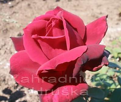 Růže Josef Klimeš