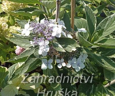 hortenzie - Hydrangea macrophylla 'Tricolor'