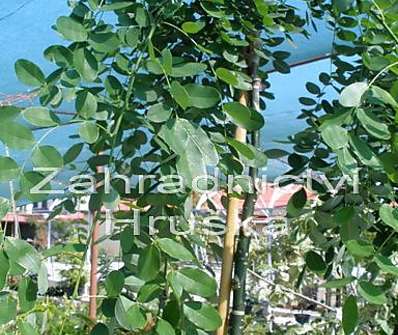jerlín - Sophora japonica 'Pendula'