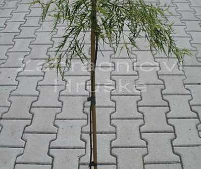 bříza - Betula verrucosa 'Trost Dwarf'