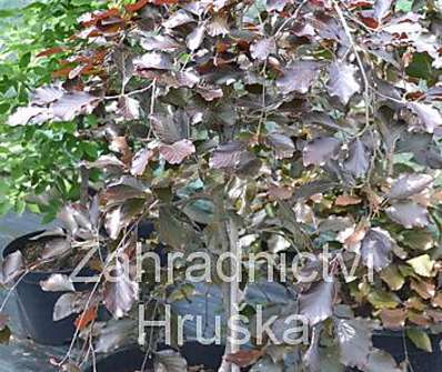 buk - Fagus sylvatica 'Purpurea Pendula'..