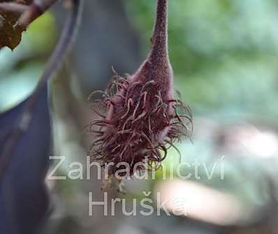 buk - Fagus sylvatica 'Purpurea Pendula'..