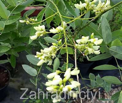 jerlín - Sophora japonica 'Pendula'..
