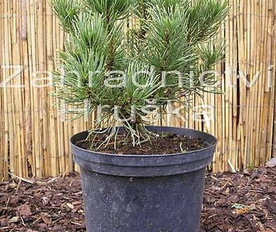 Borovice - Pinus mugo 'Karstens'.