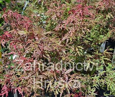 javor - Acer palmatum 'Beni Komachi'